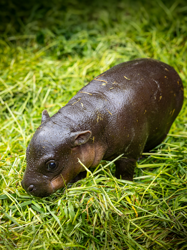 Zwergflusspferdbaby Brötchen – Zoo Berlin Zwergflusspferdbaby Brötchen - Zoo Berlin